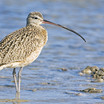 Long-billed Curlew